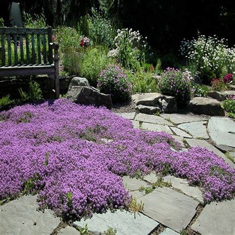Incorporate Magic Carpet Creeping Thyme into a Rock Garden for a Stunning Display